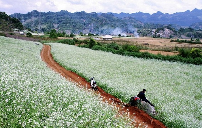 Con đường hoa cải dẫn vào bản Thung Cuông